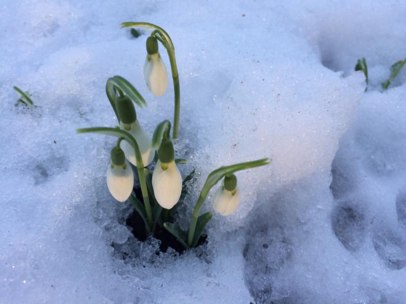 Snowdrop flowers emerging from the snowy ground