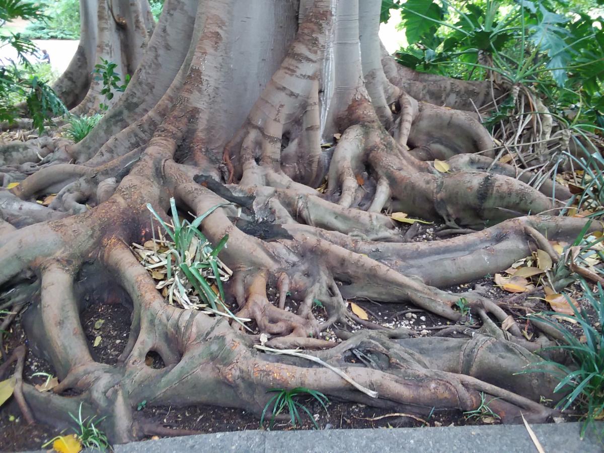 Mindfulness Challenge - Week Seventeen - What are the roots that anchor ...