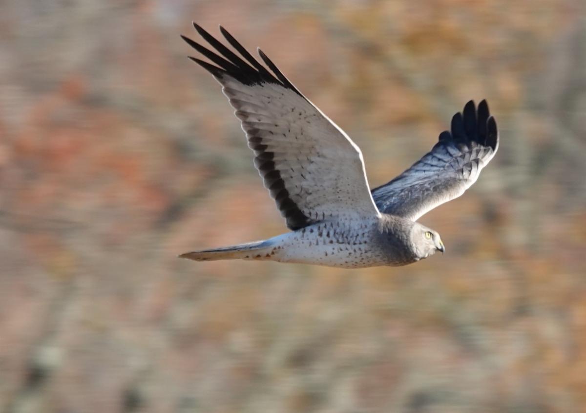 male northern harrier