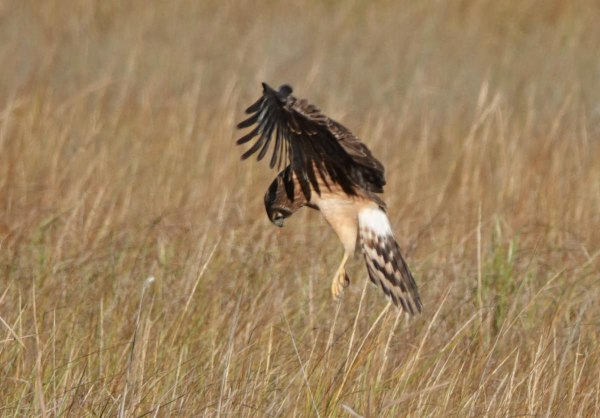 northern harrier hunting