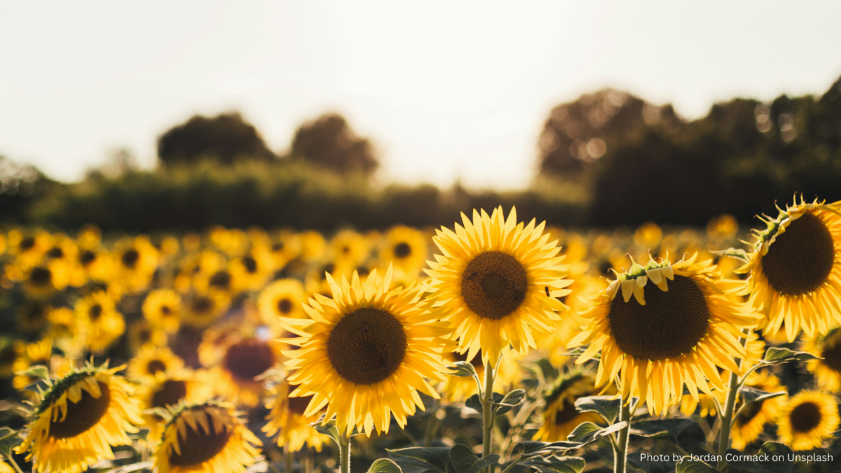 Sunflower photo credit