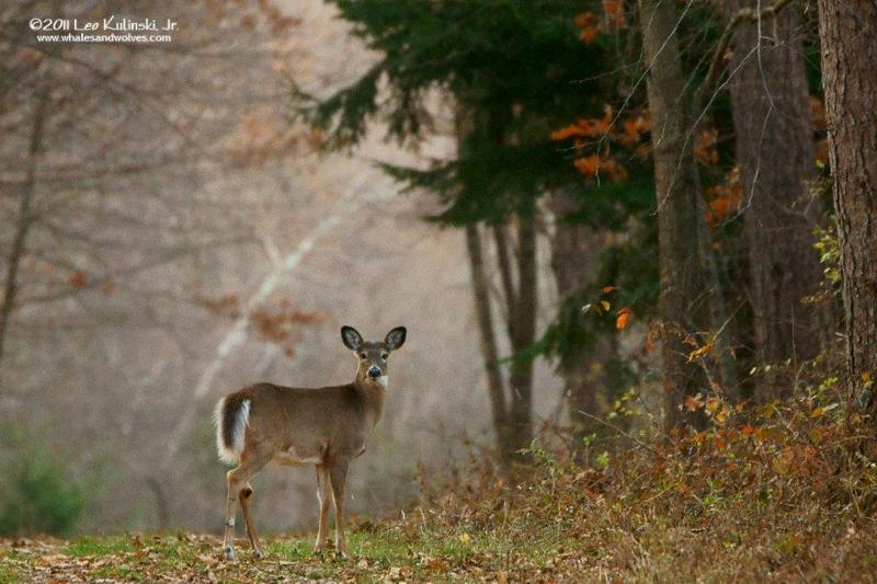 leo post thanks deer