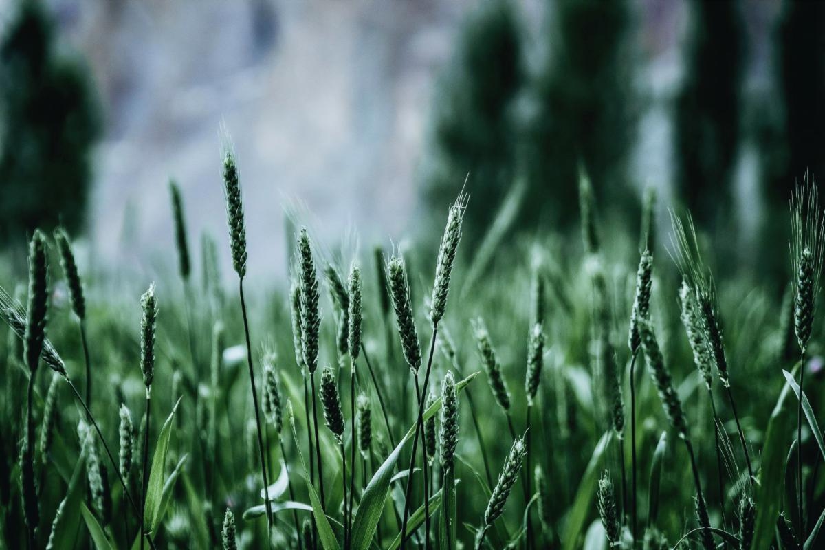 close up photo of beautiful green grass as we begin the long green season in the church