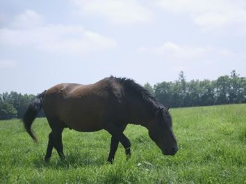 brown-horse-grazing.jpg