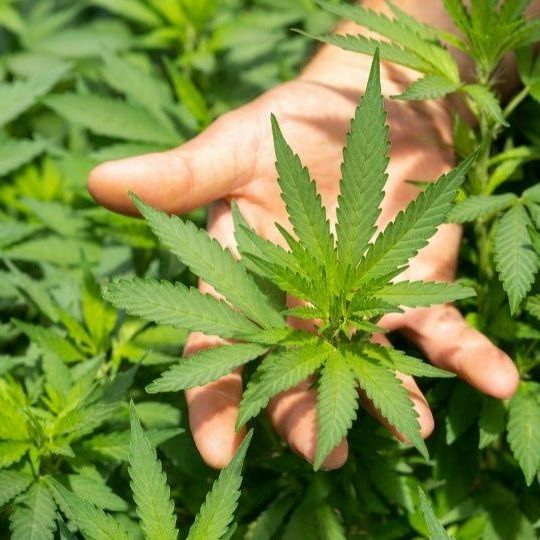 Photo of a hand holding cannabis plants - Foto de una mano sosteniendo plantas de cannabis