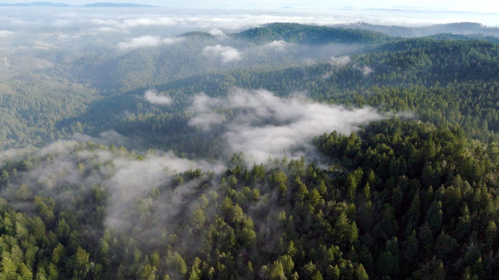 Photo of the Sonoma County Monte Rio Redwoods hills with redwood trees on a foggy day 