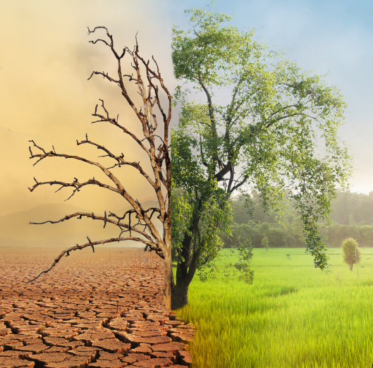 Graphic of a Sonoma County logo and a tree split into two representing drought and a green season. ~ Grfico de un logotipo del condado de Sonoma y un rbol dividido en dos que representa la sequa y la estacin verde.