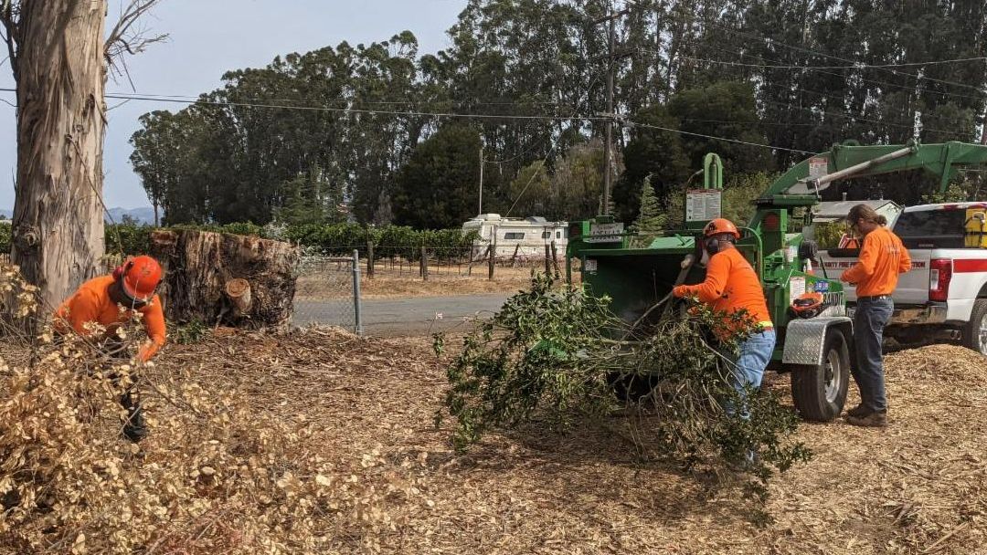 A wood chipper County of Sonoma worker in an orange shirt working a wood chipper machine standing next to a pile of cut up brush. Un trabajador de la astilladora de madera del Condado de Sonoma con camiseta naranja trabajando con una máquina astilladora.