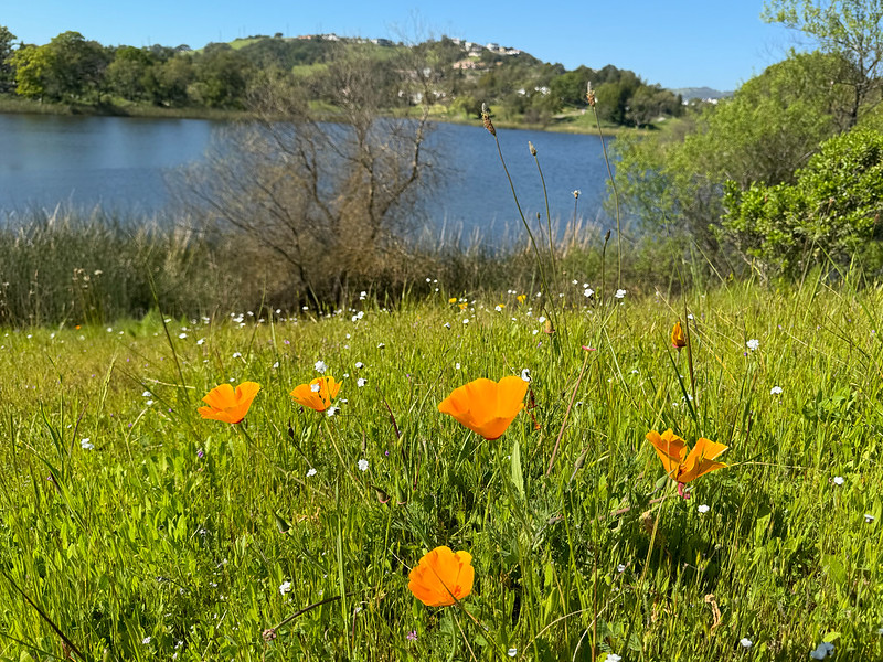 Photo of a pond with a hillside full of homes in the background and a green meadow with orange poppies in the forefront