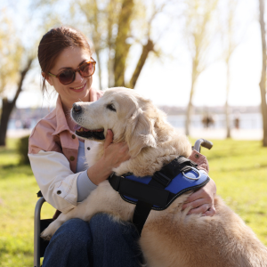 A person in a wheelchair sits with a service dog in her lap