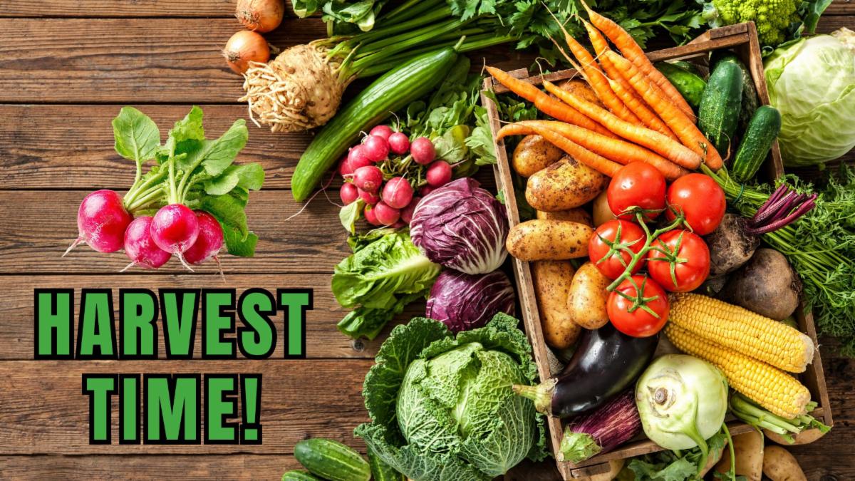 Community Garden_Harvest Time.jpg