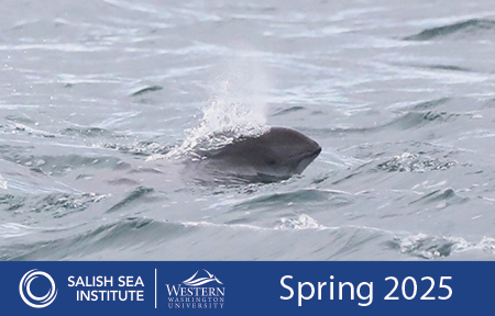 Harbor porpoise surfacing while exhaling