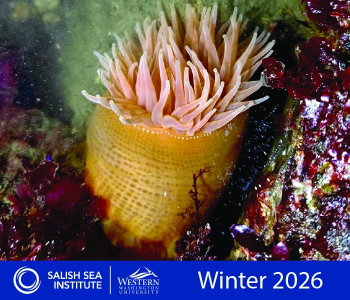 Sea Anemone in a tidepool at night surrounded by red algae. 