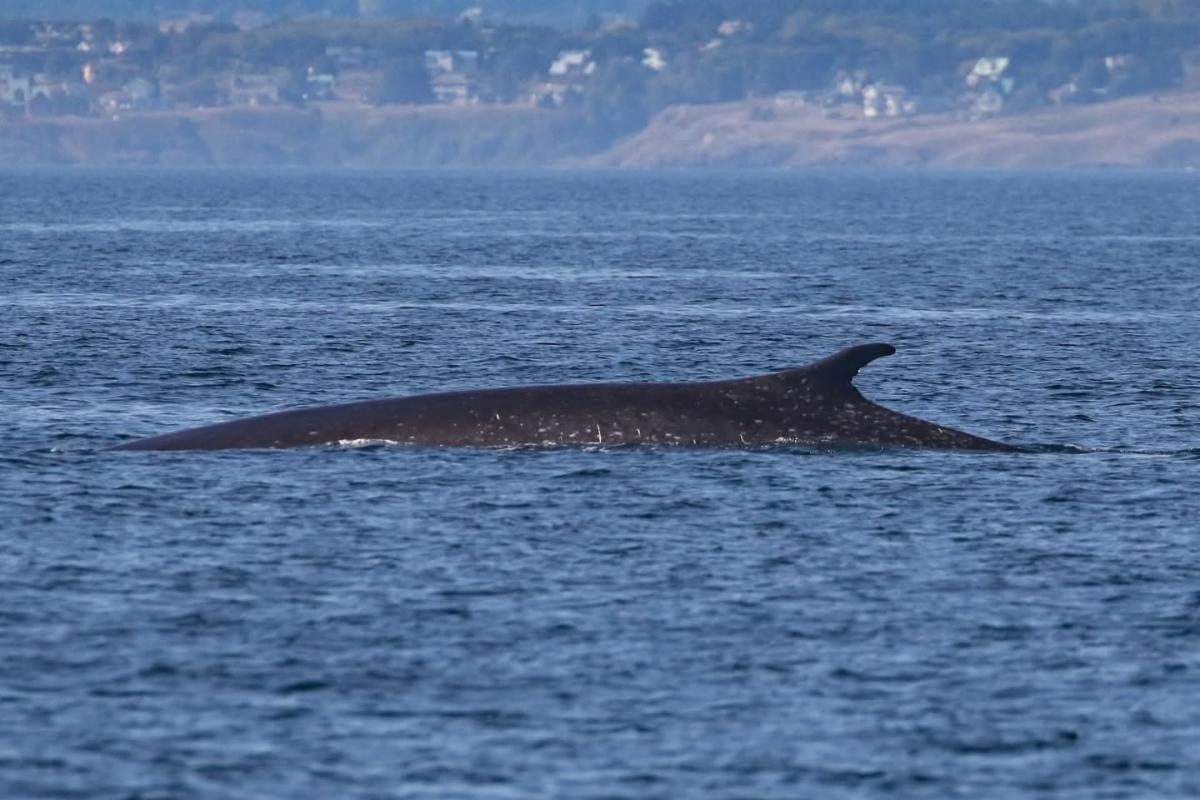 A fin whale's back and fin above the water. Photo taken by Sophia Madden Outer Islands Excursions.