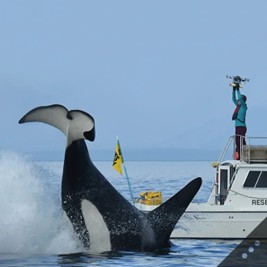 An orca slapping the water with its tail between two boats.