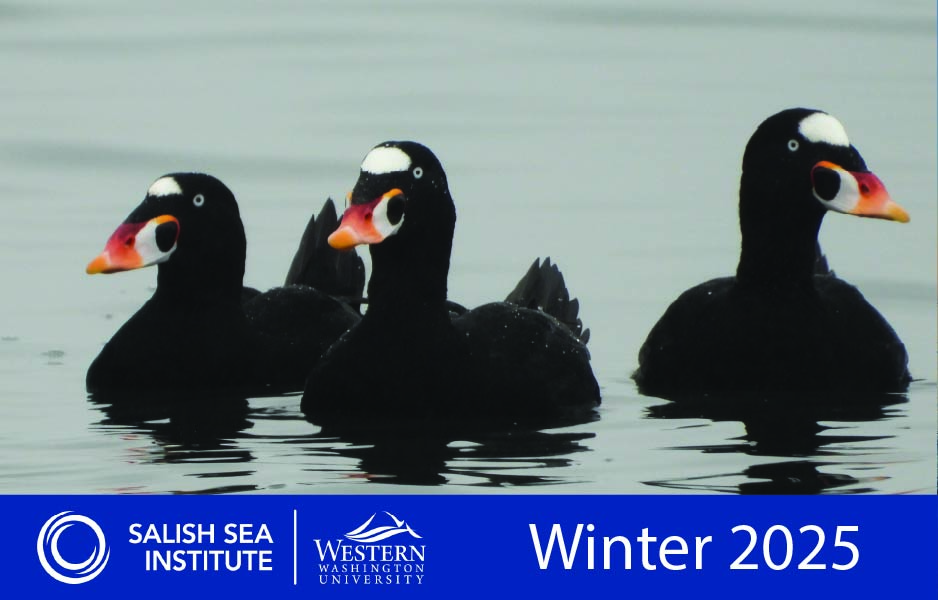 Three Black Surf Scoters with white foreheads and orange beaks floating in the Salish Sea in the rain