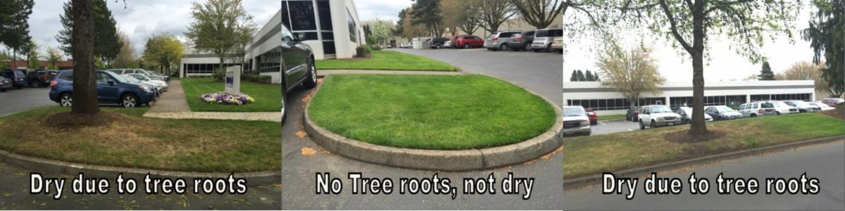 Lawn Conversion Solutions