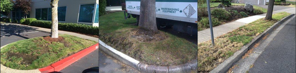 Poor Lawn Conditions Example