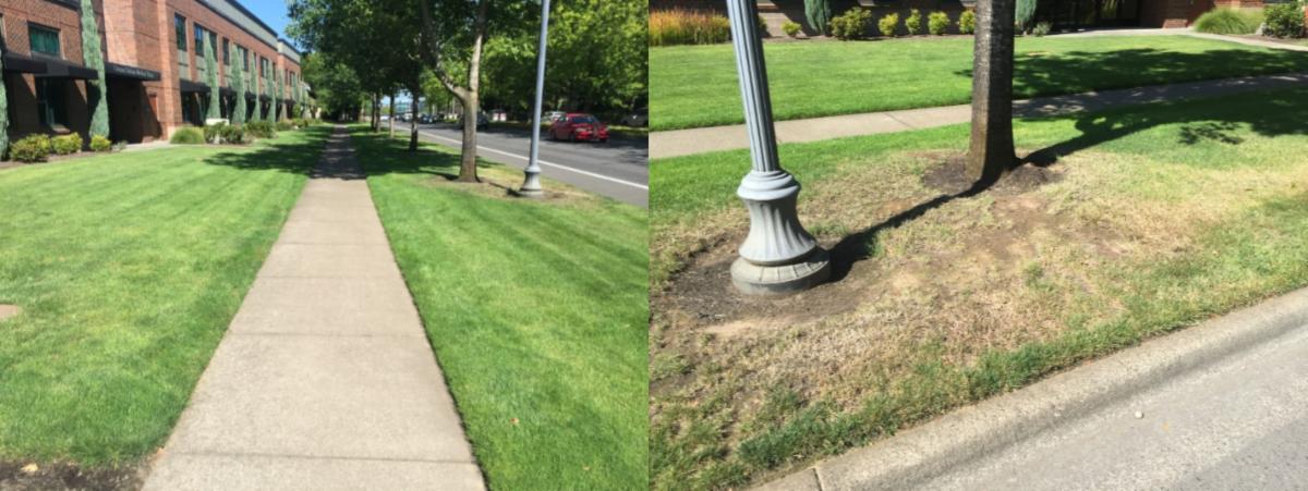Comparison of lawn areas showing dry spots