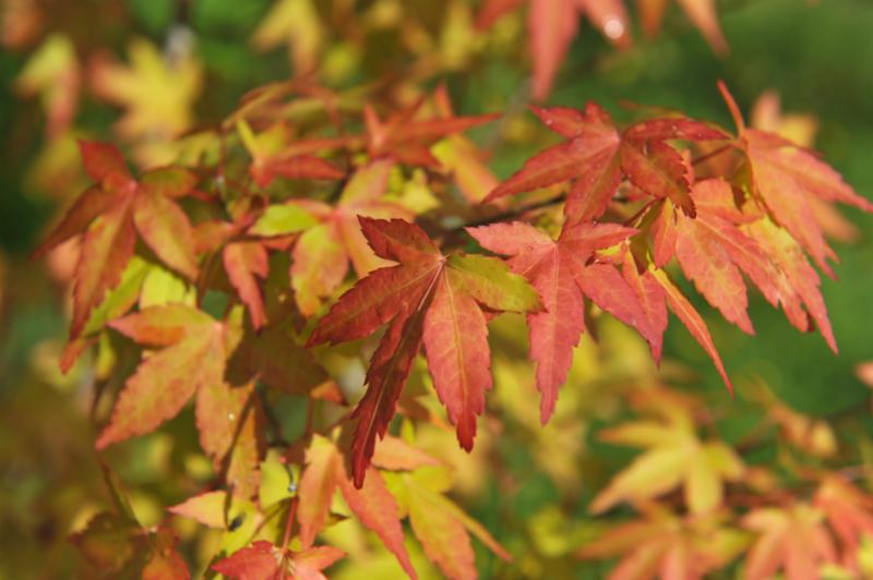 autumn_leaves.jpg
