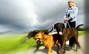 dog-walker.jpg