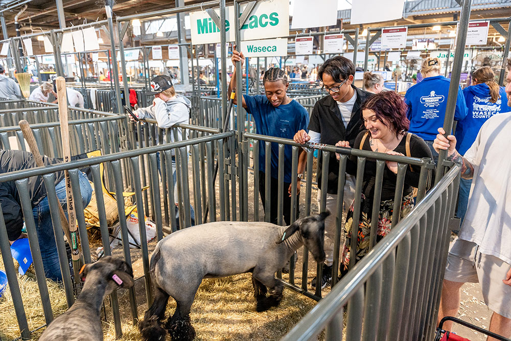 A group of young adults look at a sheep in its pen.