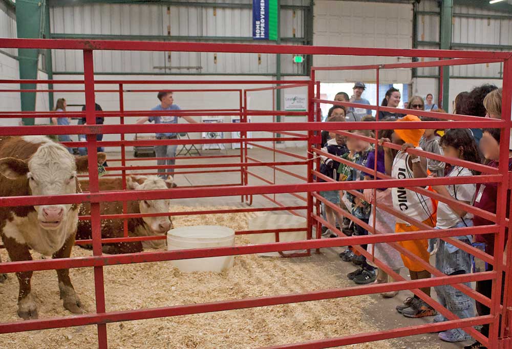 Students looking at two cows 