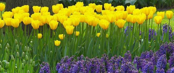 Spring flowers at Holy Covenant United Church of Christ