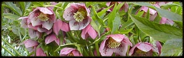Lenten Rose