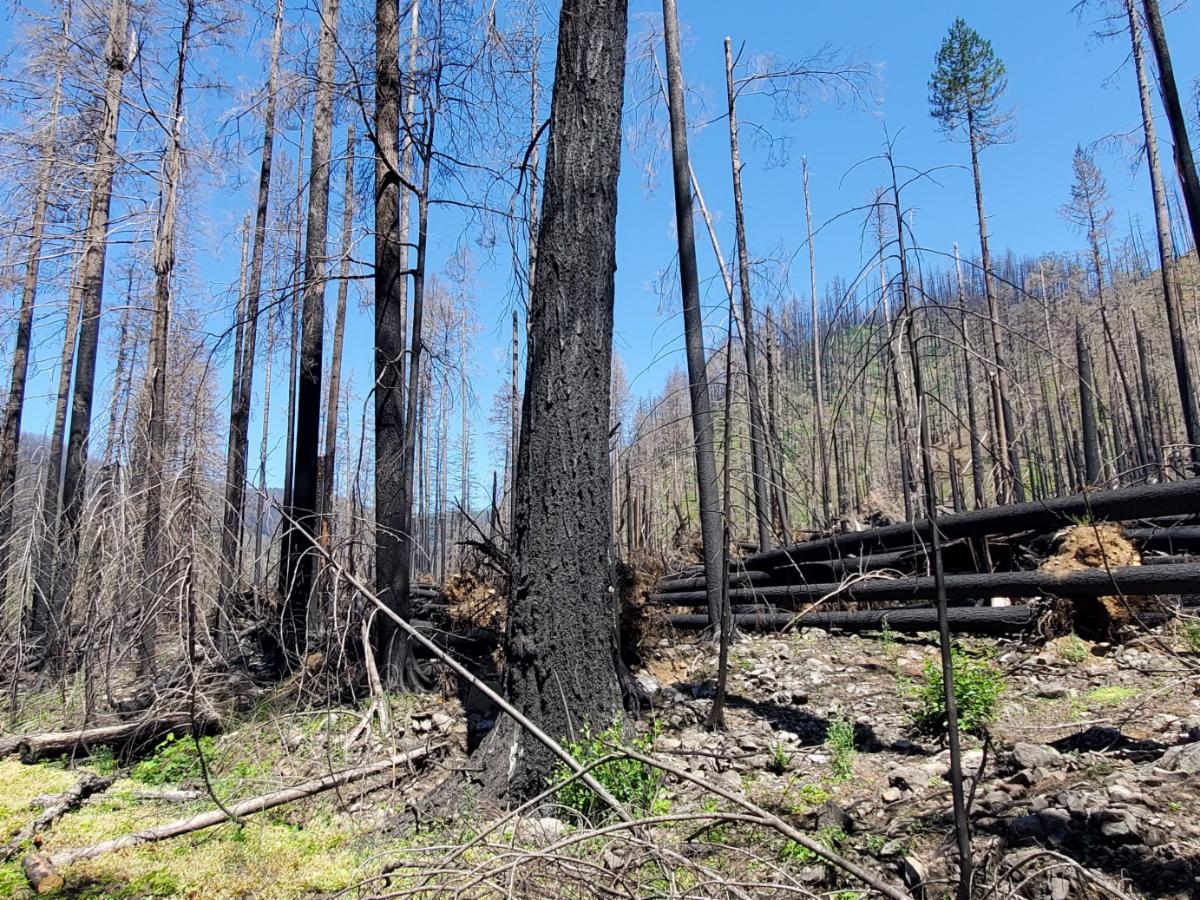 Mt. Hood Fire Recovery Summer Newsletter