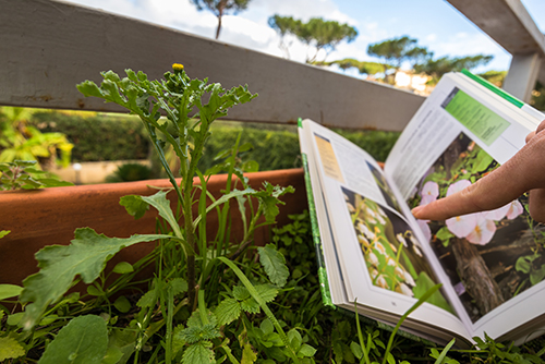 garden-book-1.jpg