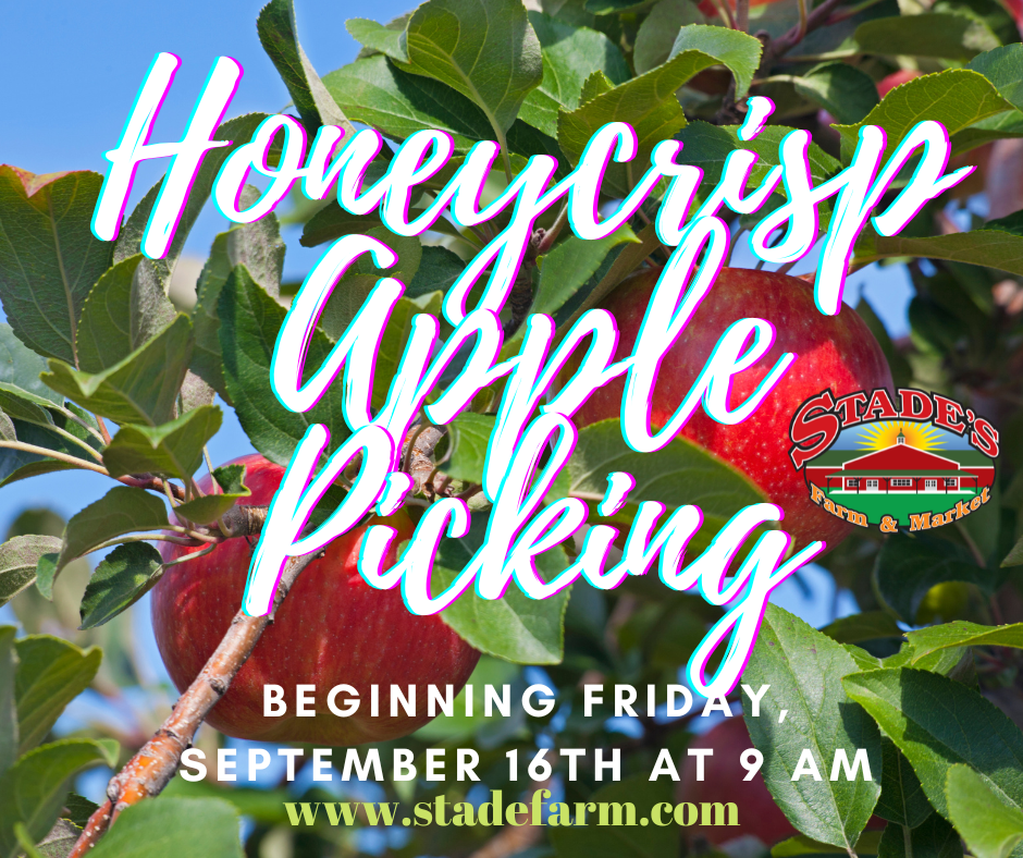 Honeycrisp Apples, Car & Truck Show, Grandparents Weekend at Stade's Farm!!