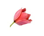 square_tulip.jpg