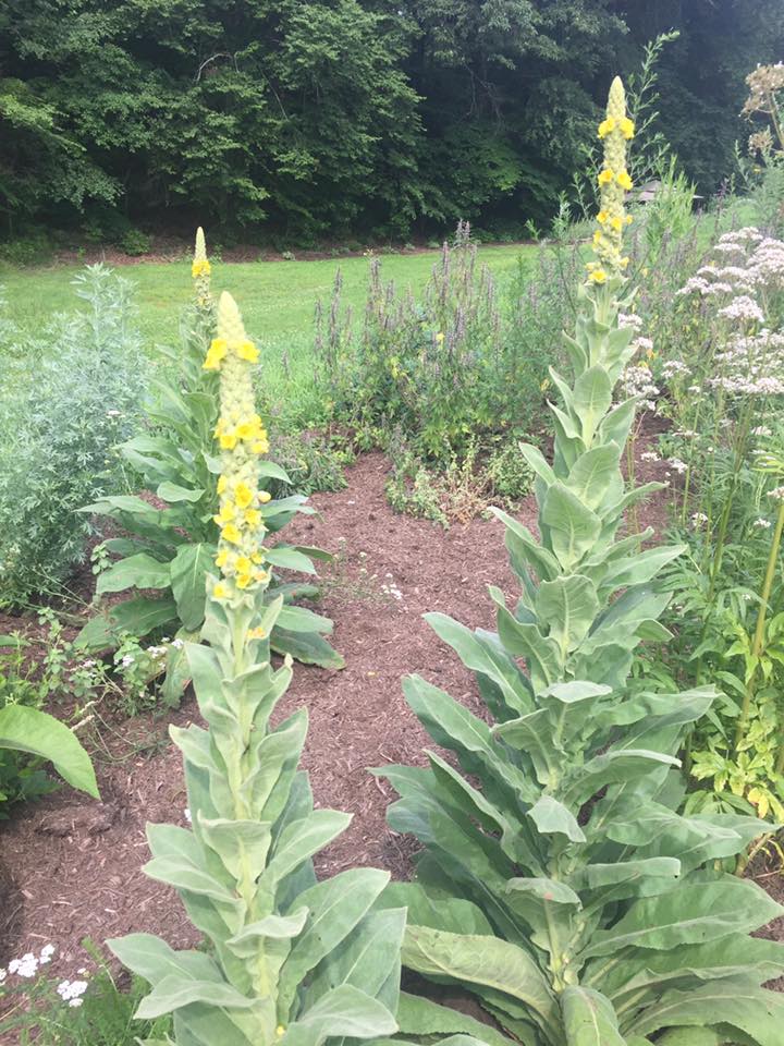 We love our Moms! Free Herb Plant for Mom May 13th!