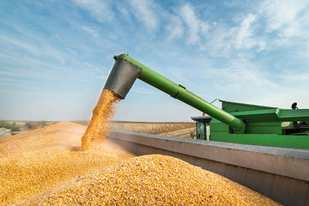 gift of grain