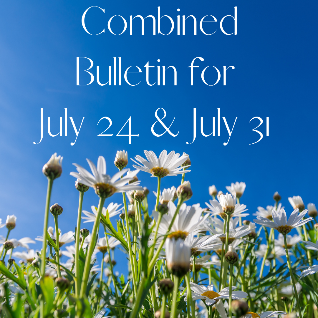 white daisies under a blue sky