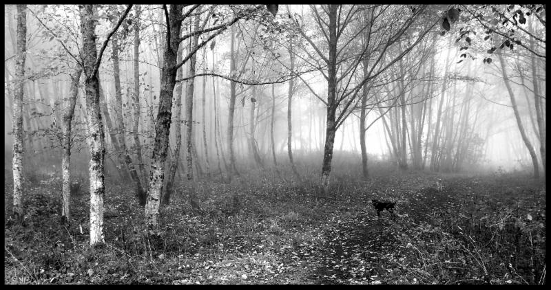 Photo of dogs in woods