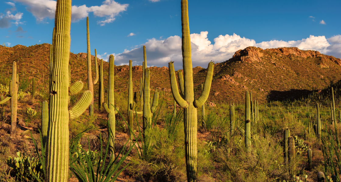 AZ background