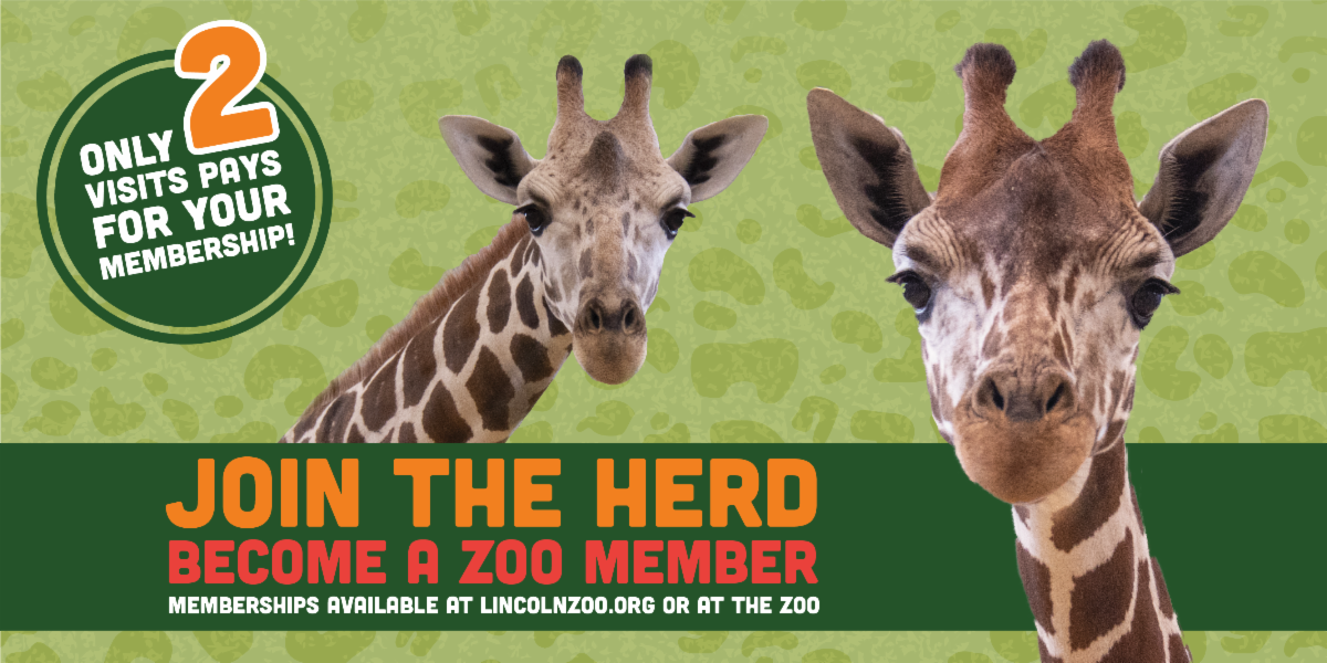 Zoo Lights Powered by LES starts Friday!