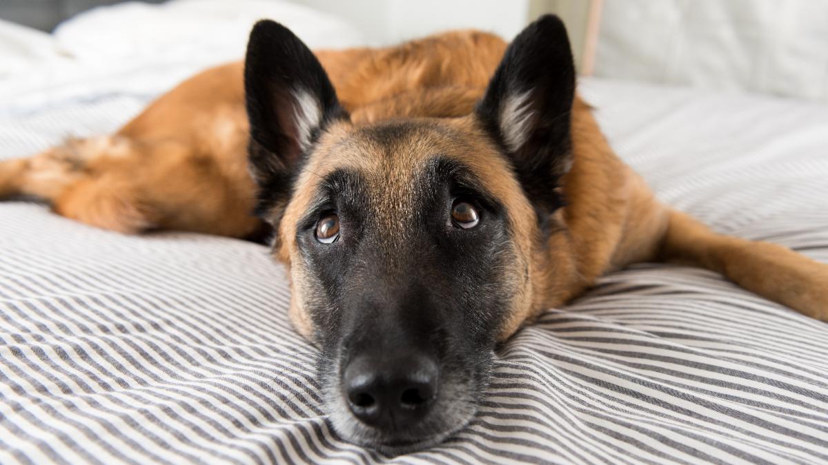 13 Reasons to Sleep with Your Dog