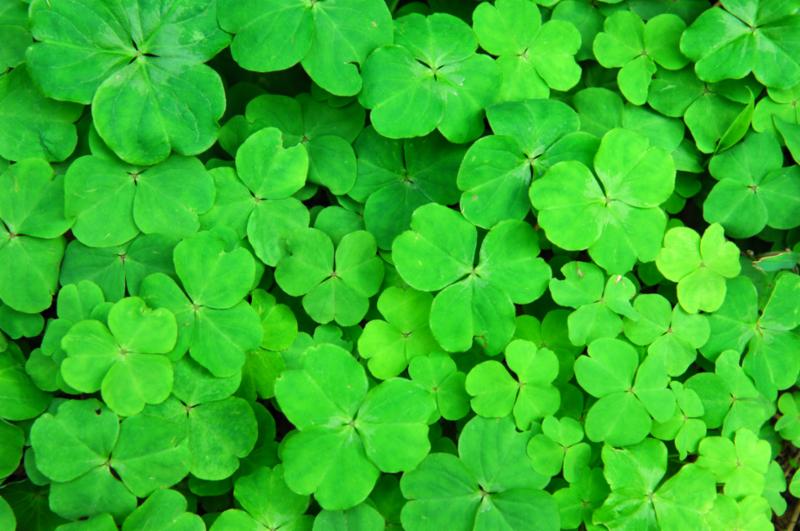 bed_of_clover.jpg