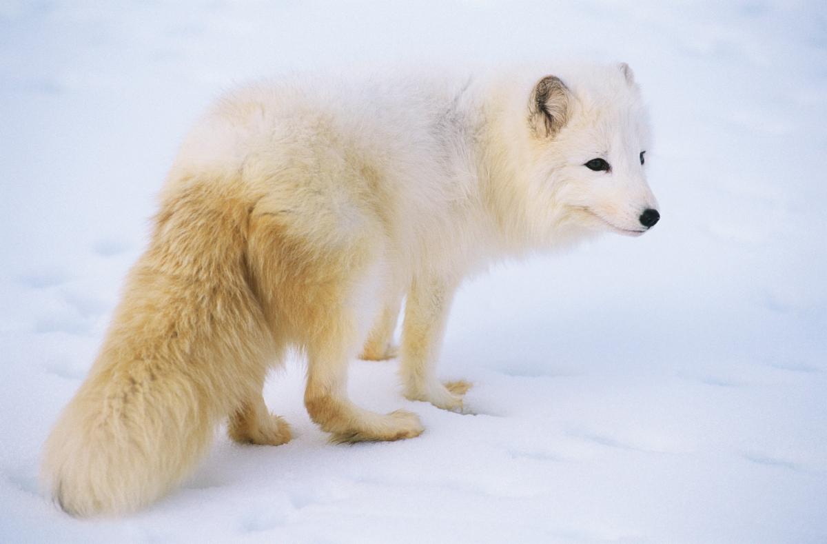 Arctic Fox