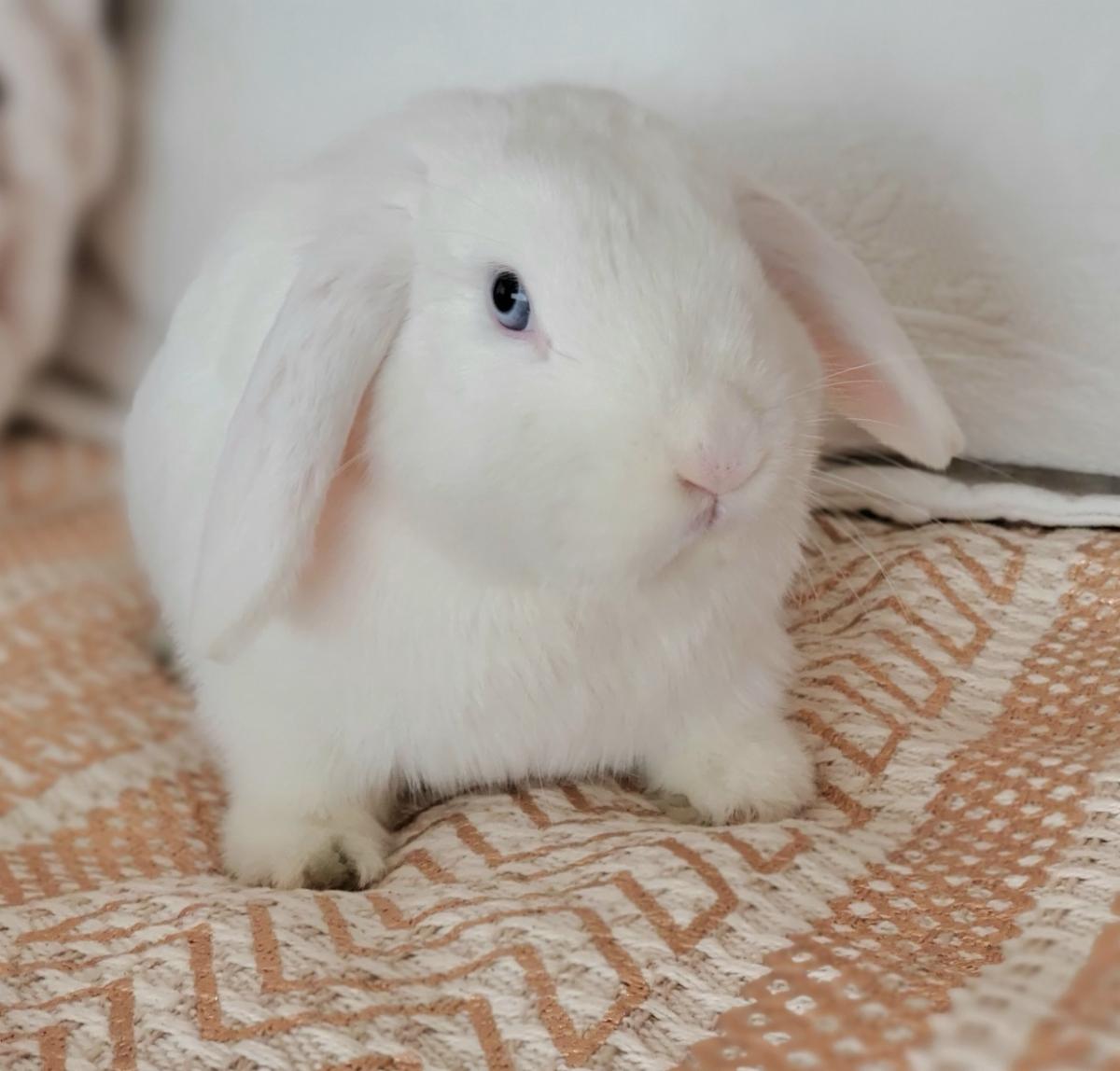 How to Save a Choking Bunny + Backyard Breeder Bunnies