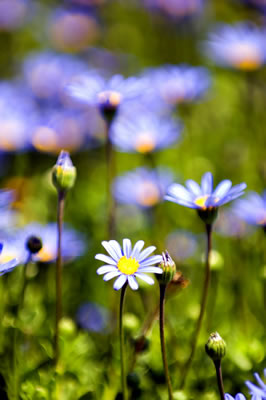 tiny-purple-flowers.jpg