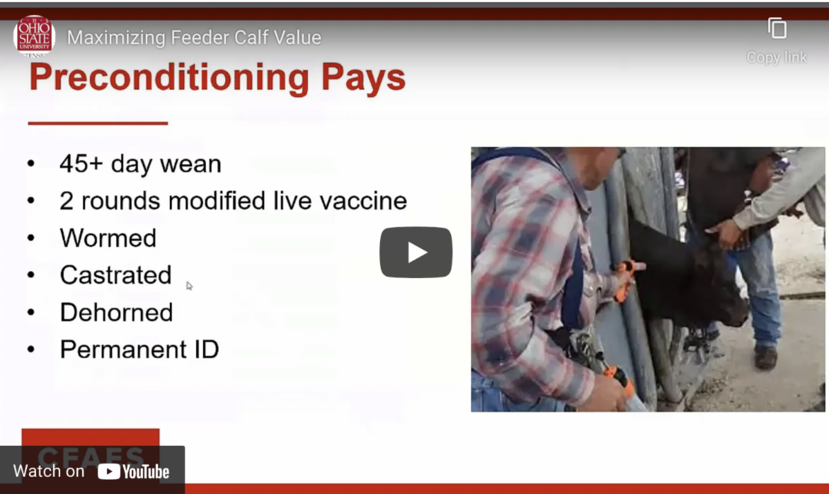 Feedlot & Stocker Cattle News