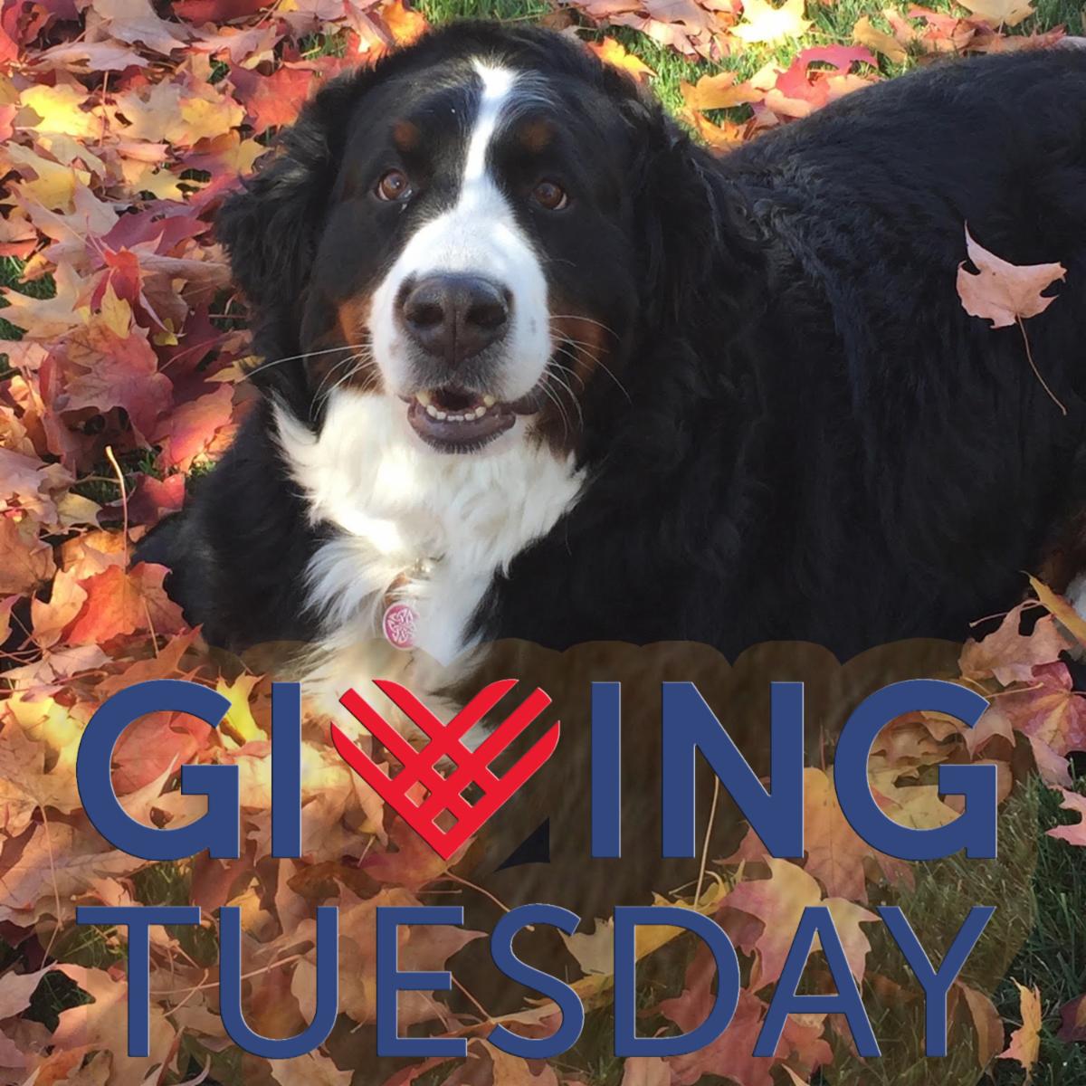 Hello, Just Three More Days Until Giving Tuesday ️