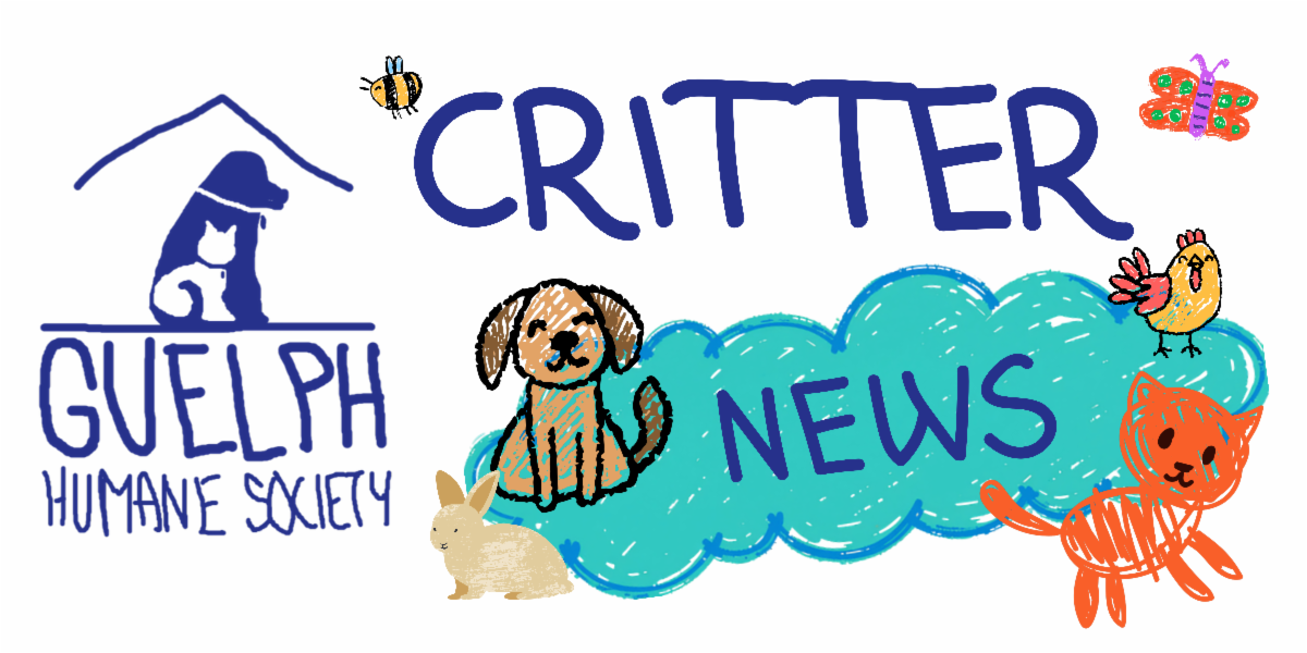 critter_news_p1.png
