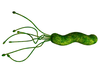 hpylori