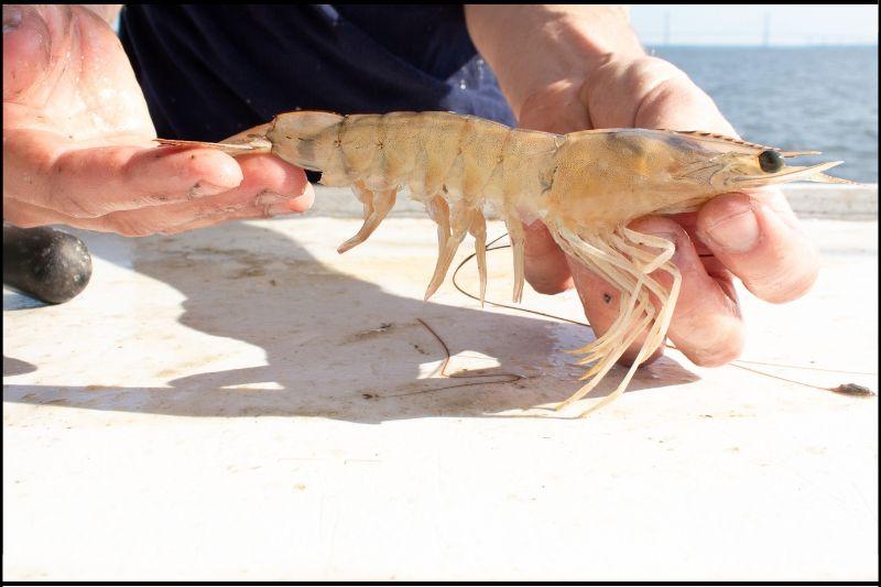 Closeup photo of a white shrimp