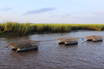Oyster cages in a South Carolina tidal creek